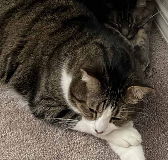 Photo of Jack & Asher (Bonded Pair)