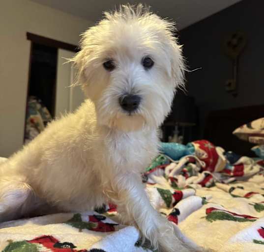 Photo of Gracie