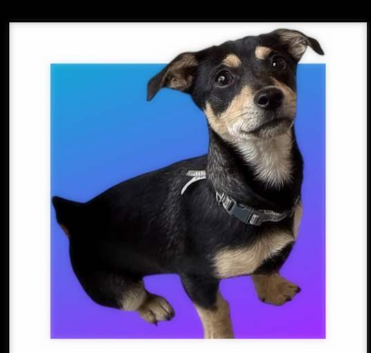 Photo of HUCKLEBERRY