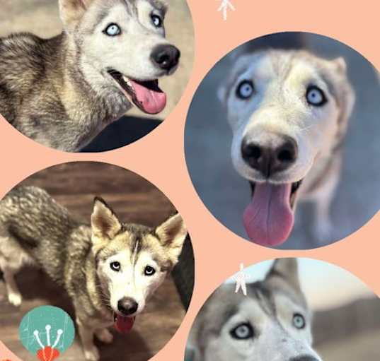 Photo of Nala