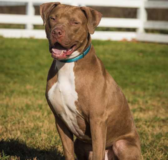 Photo of Buddy Boy