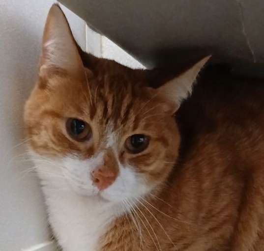 Photo of Ollie