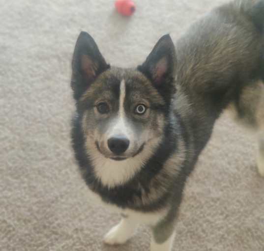 Photo of Xena