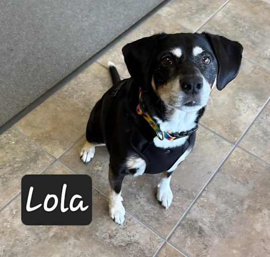 Photo of Lola