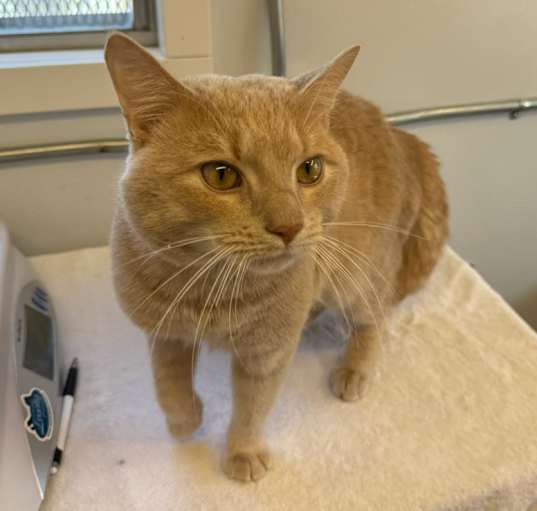 Photo of Coco- Available May 2025