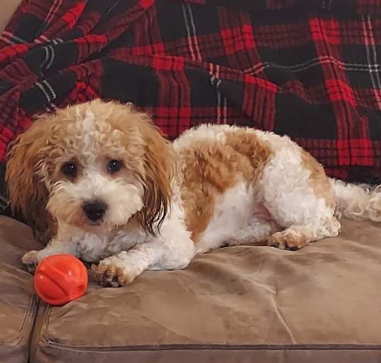 Photo of Toby