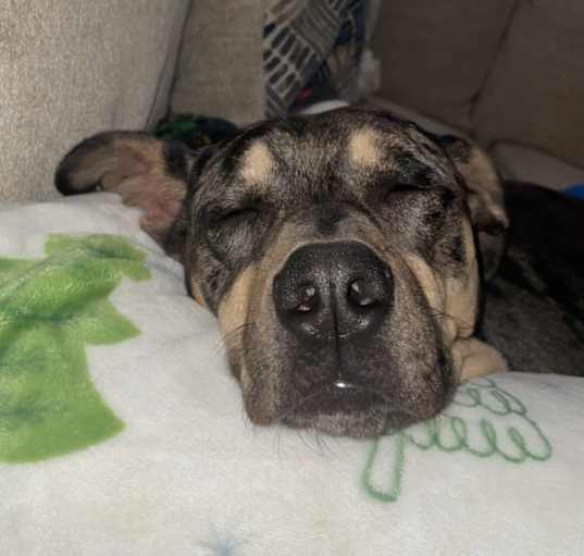 Photo of Chevy