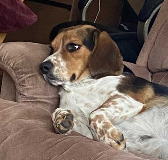 Photo of Juno