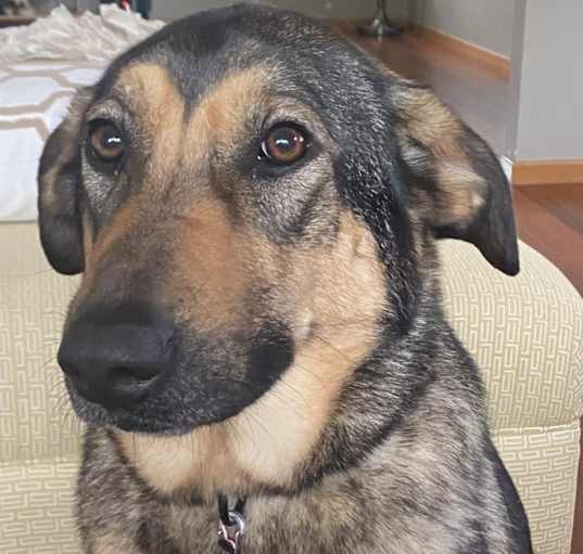 Photo of Maizy
