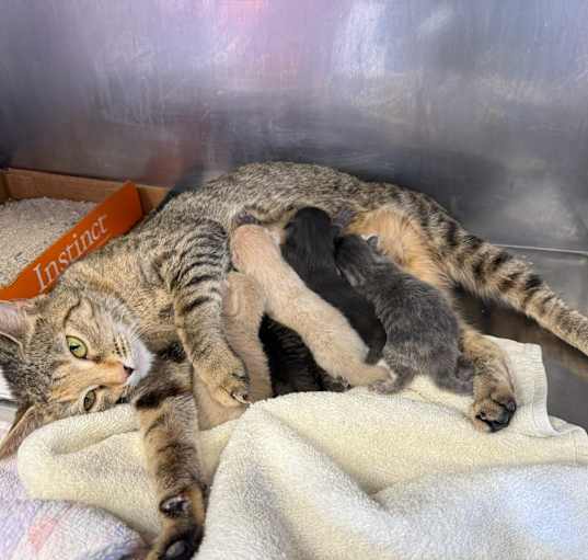 Photo of Multiple Litters Jun/July 2025