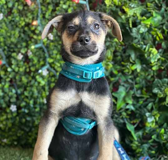 Photo of Simba