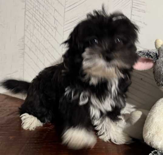 Photo of Vera