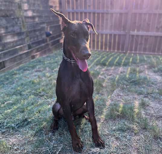Photo of Cayenne