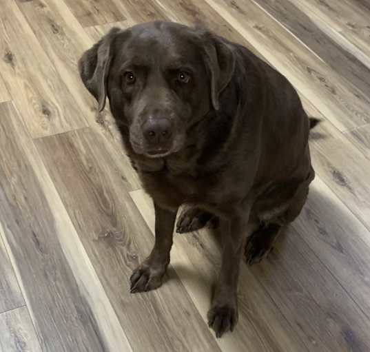Photo of Apollo