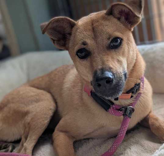 Photo of Motor (Soi Dog)
