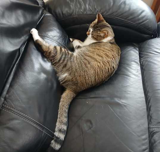 Photo of Beans