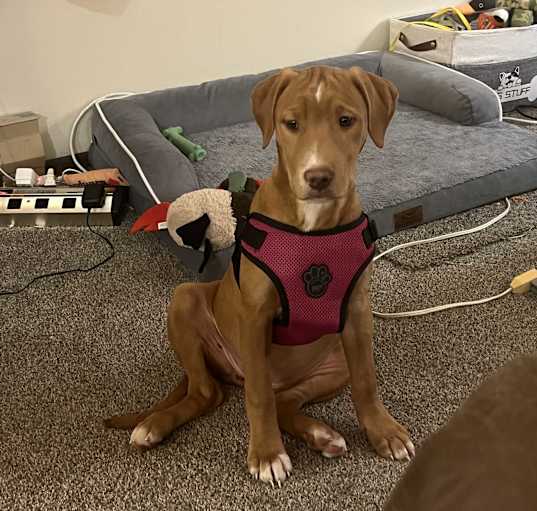 Photo of Penny