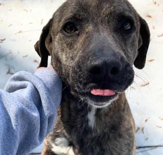 Photo of Izzy - In Search of Love!