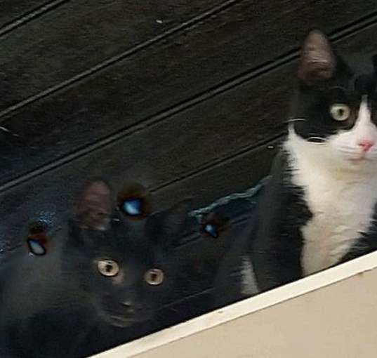 Photo of Birdie & Chief