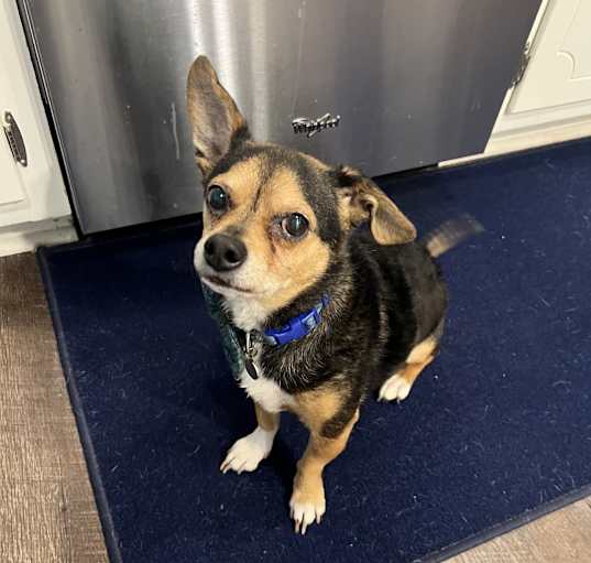 Photo of Pickle