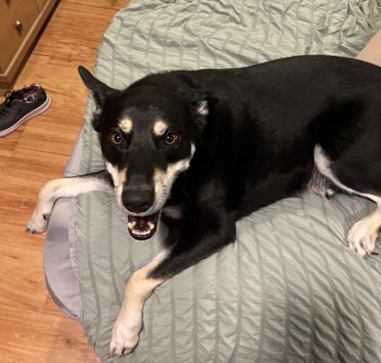 Photo of Rocko
