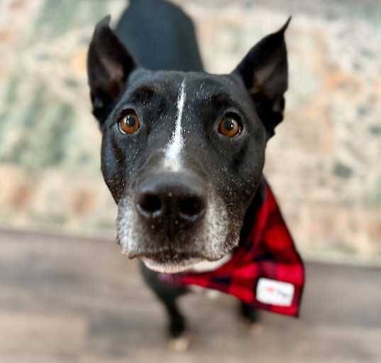 Photo of Otto