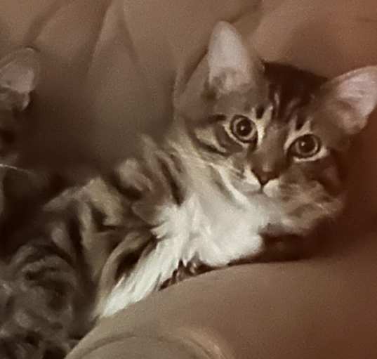 Photo of Stripe