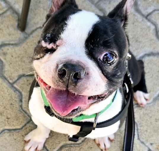 Photo of Bramble