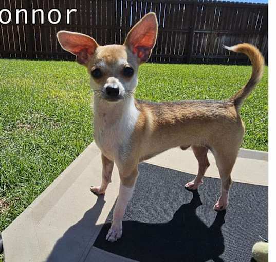 Photo of Connor