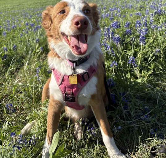 Photo of Ruby