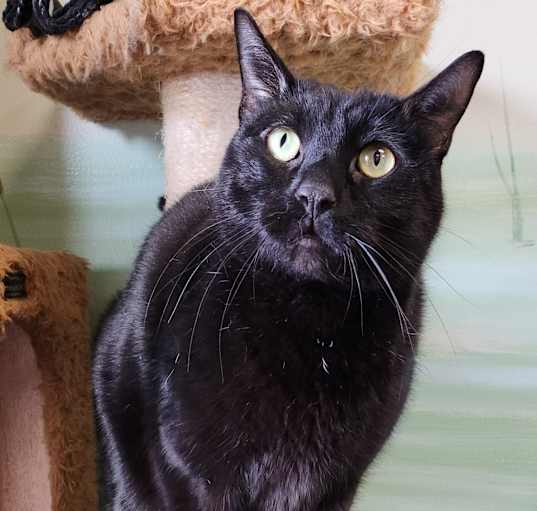 Photo of Simba