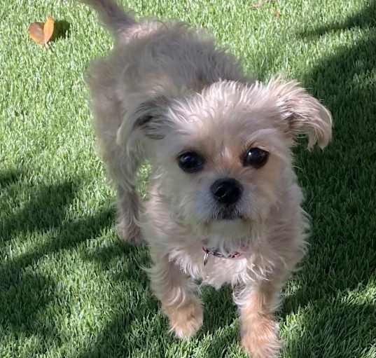 Photo of Gidget