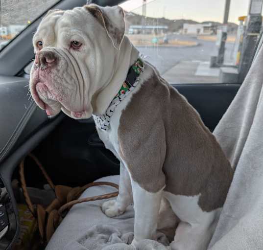 Photo of LeBowski