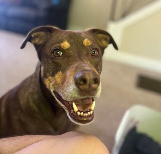 Photo of Link