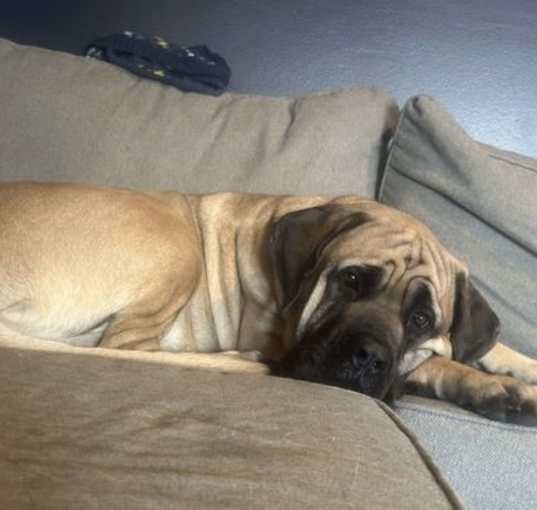 Photo of Otis