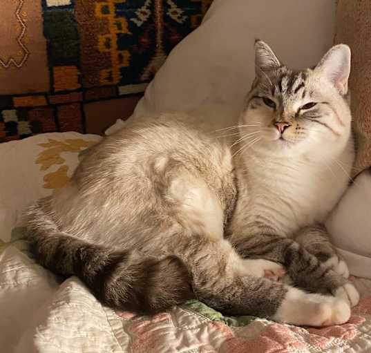 Photo of Pearl
