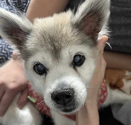 Photo of Haesol