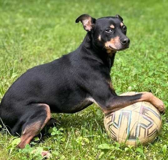 Photo of Rocky