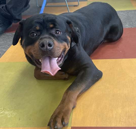 Photo of Milo