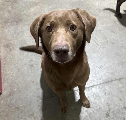 Photo of Dexter