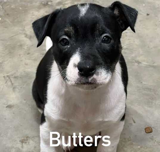 Photo of Butters
