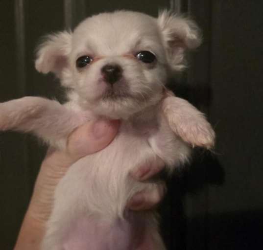 Photo of Jasmine