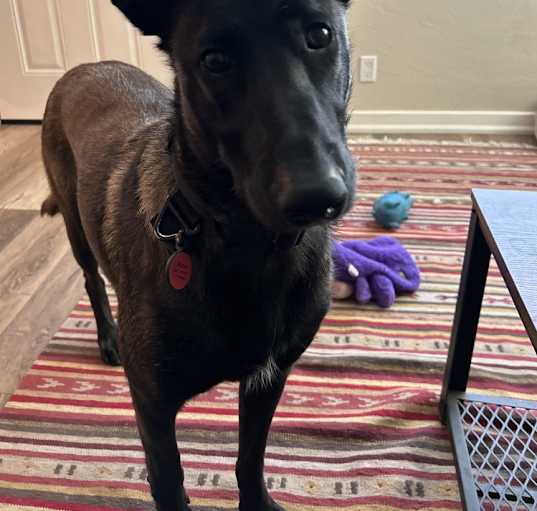 Photo of Asher - Located in WA