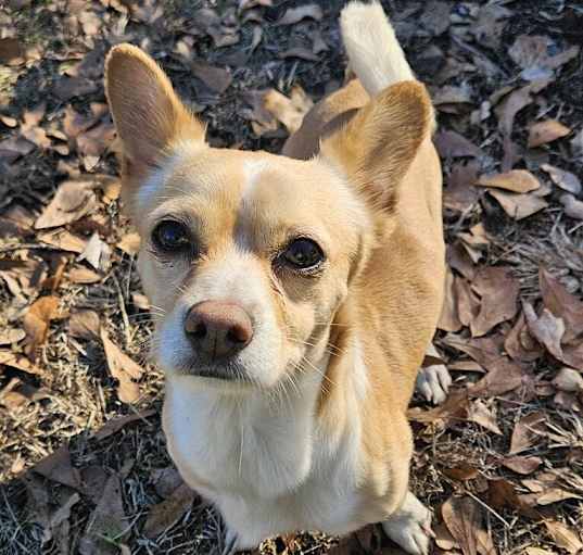Photo of Taco