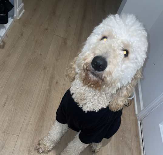 Photo of Teddy