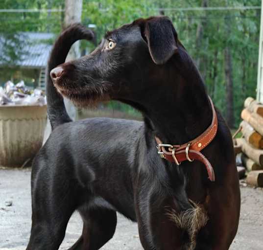Photo of WILLOW