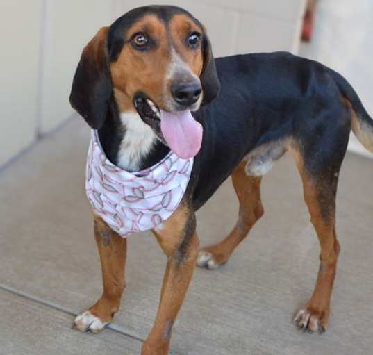 Photo of Dodge