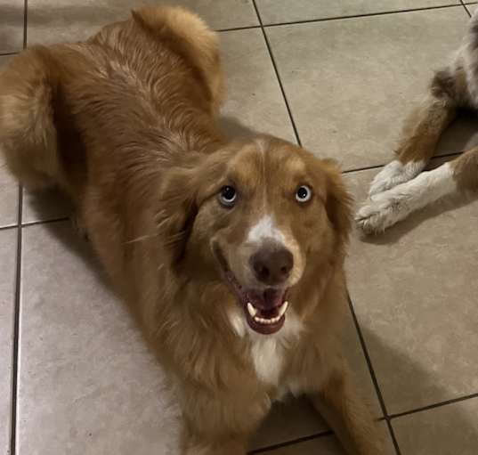Photo of Whiskey