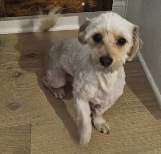 Photo of Puppy