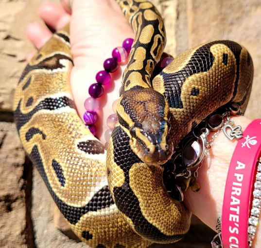 Photo of Caramel